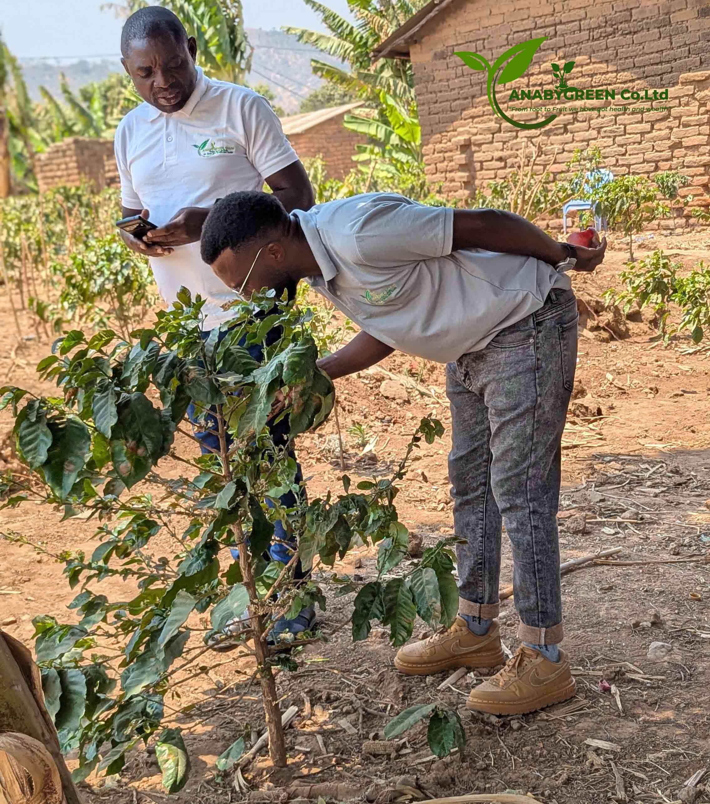 ANABY GREEN Experts Conduct Field Assessment on Coffee Farm Facing Nutrient Deficiency and Disease Challenges